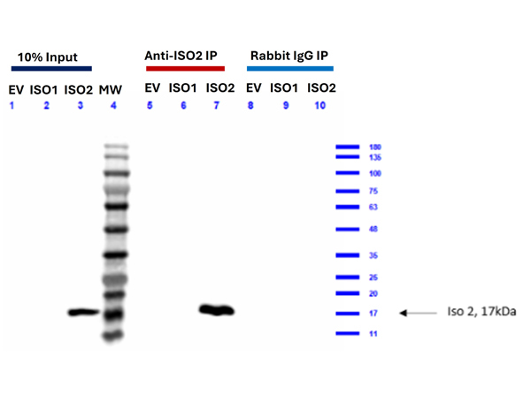 IP-WB using Rabbit TrueBlot® ULTRA: Anti-Rabbit IgG HRP